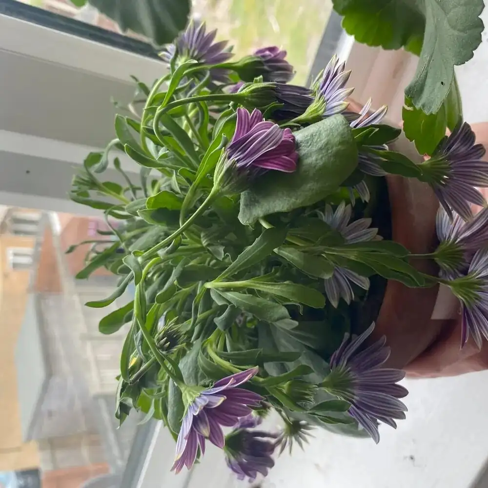 osteospermum bright indirect light windowsill