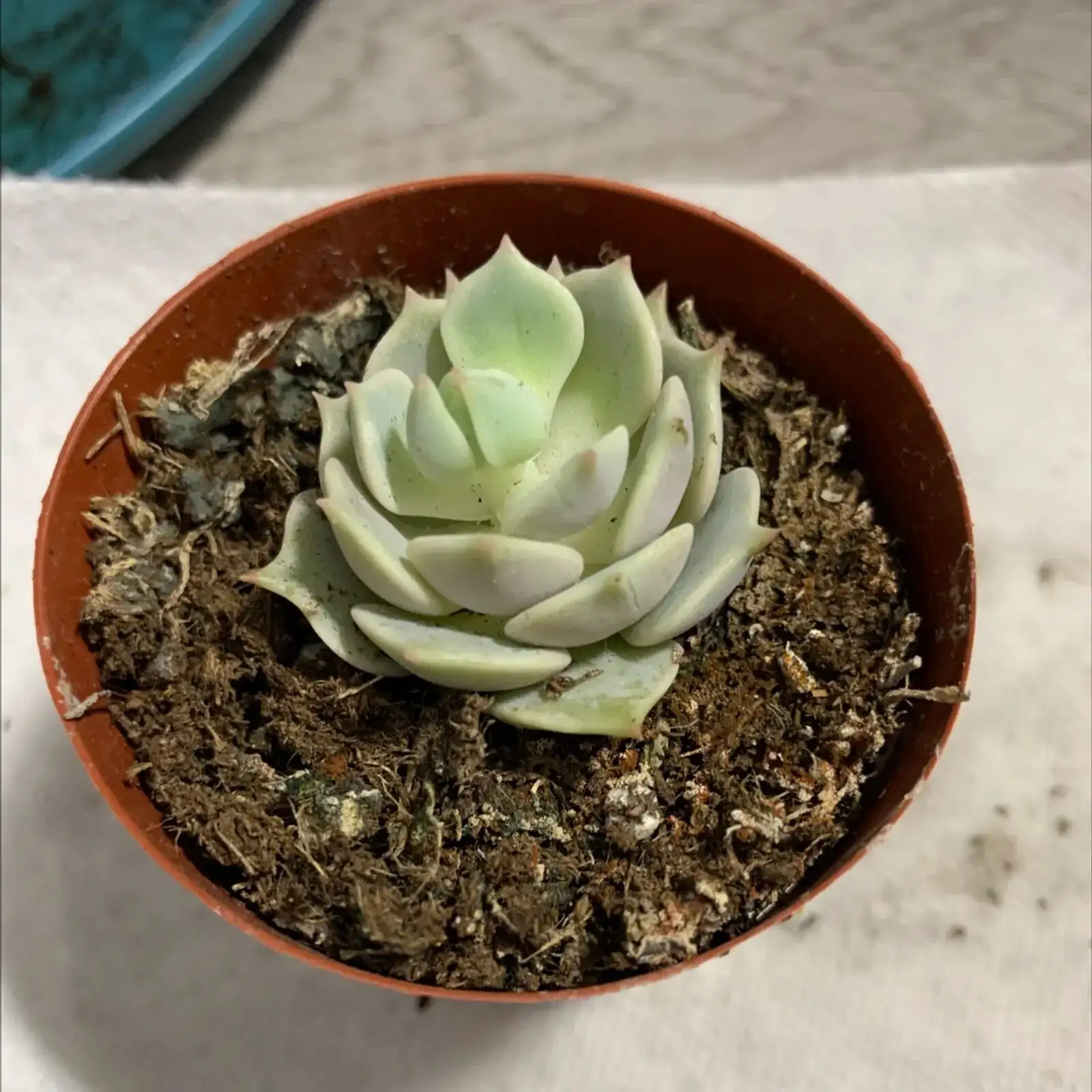 echeveria gritty soil terracotta pot