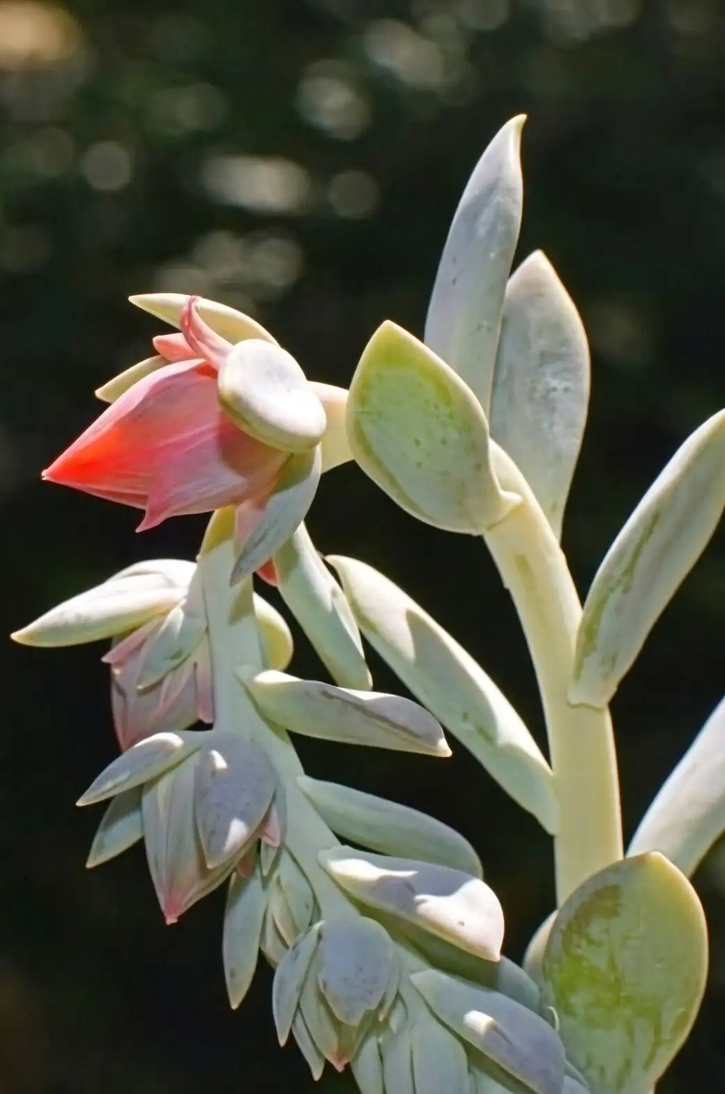 echeveria pink flower stalk