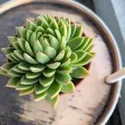 echeveria black rot center close-up