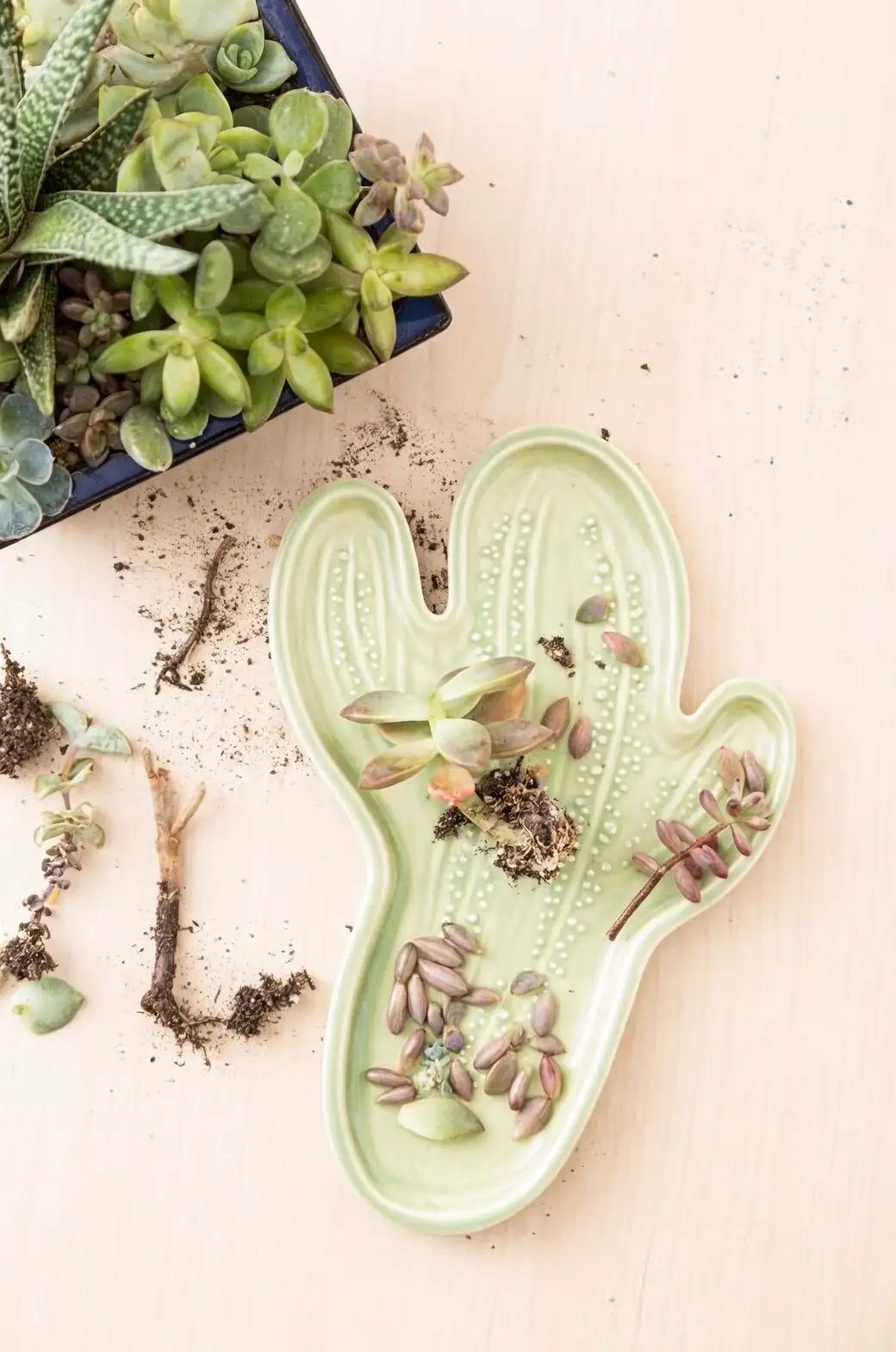 echeveria root pruning tools setup