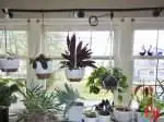 echeveria windowsill bright light ventilation