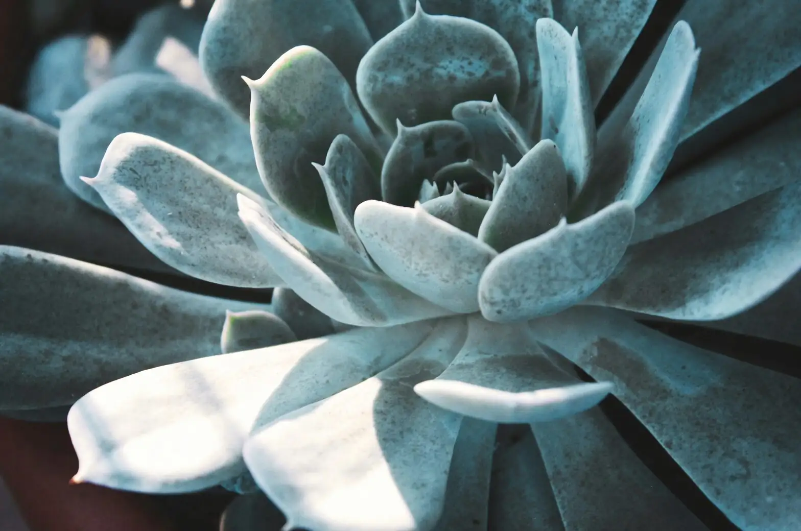 echeveria rosette close up