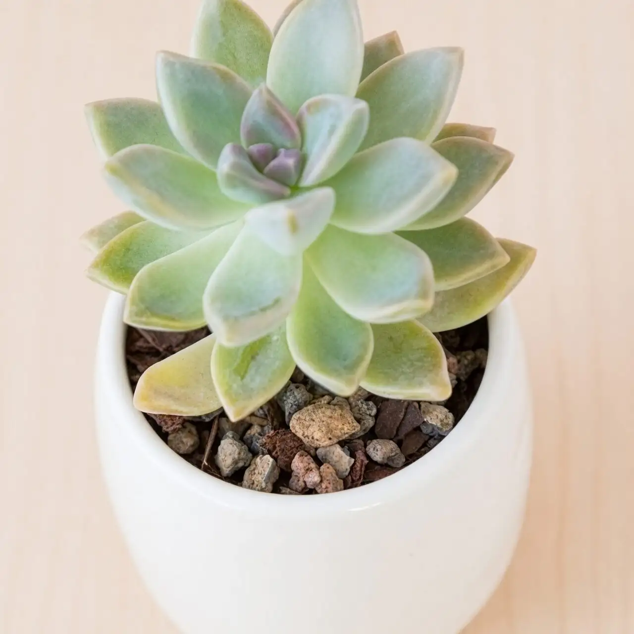 echeveria gritty soil repotting