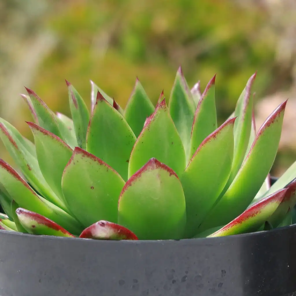 echeveria leaf edge red close-up