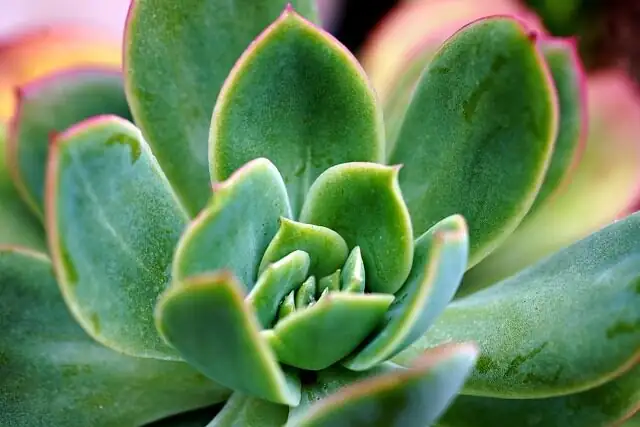 echeveria leaf farina macro