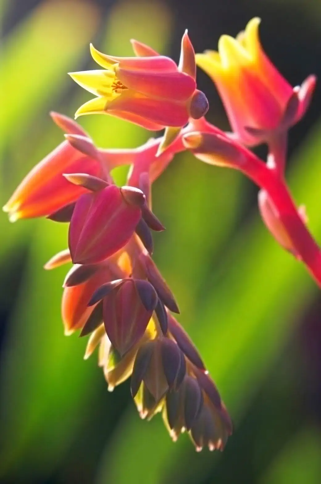 echeveria pink flower stalk bee