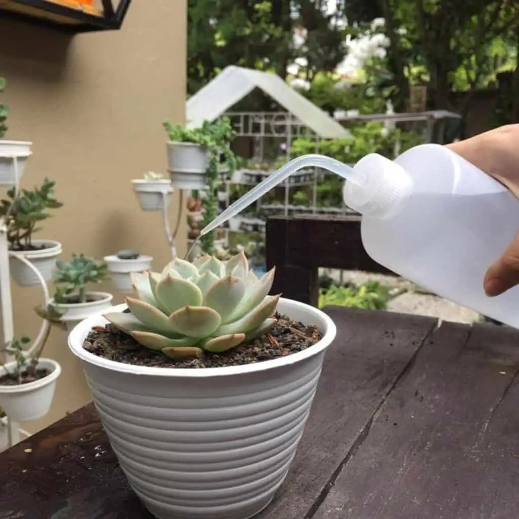 echeveria watering along pot edge