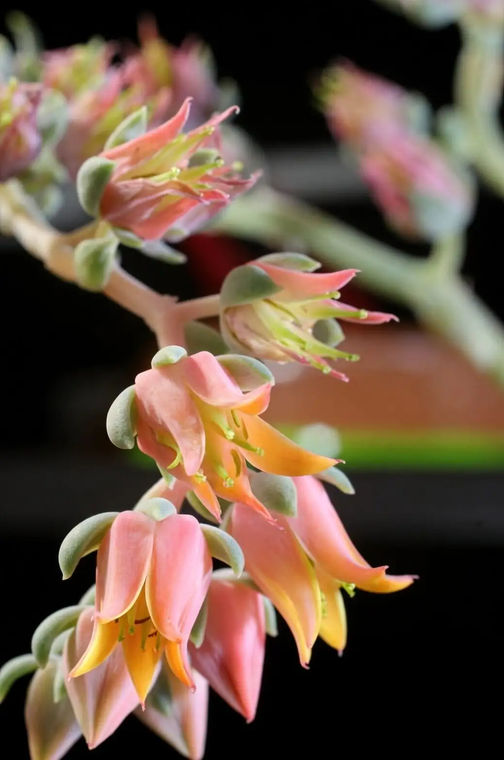 echeveria blue leaves powdery bloom