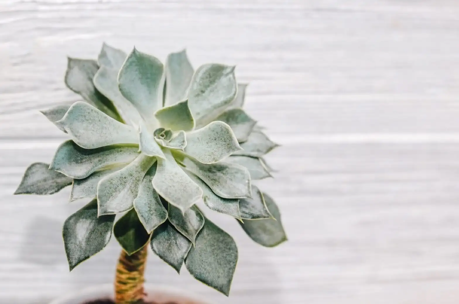 echeveria on desk soft light