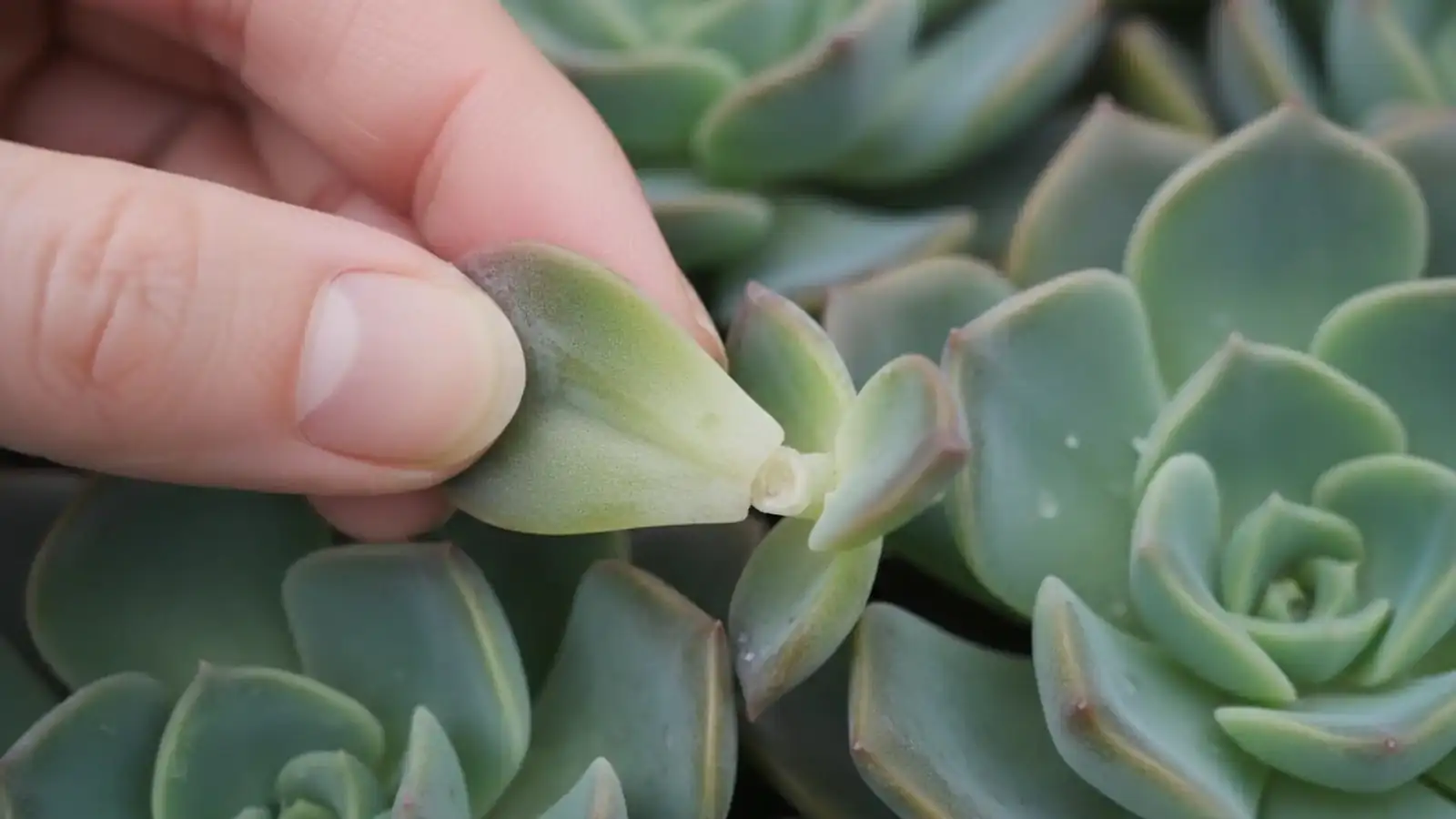 echeveria leaf removal twist hand