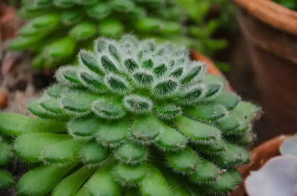echeveria leaf propagation roots soil