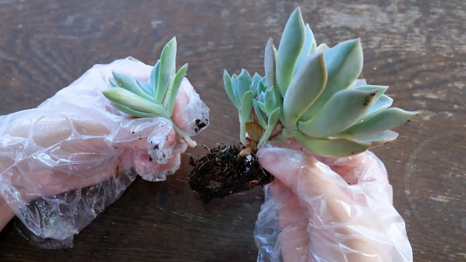 echeveria offsets pups division