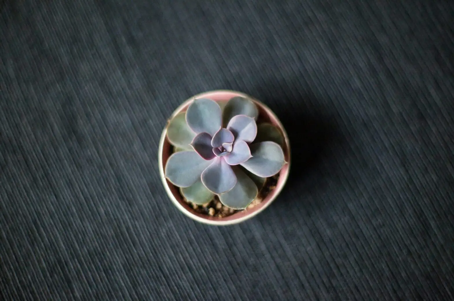 echeveria in matte shallow pot