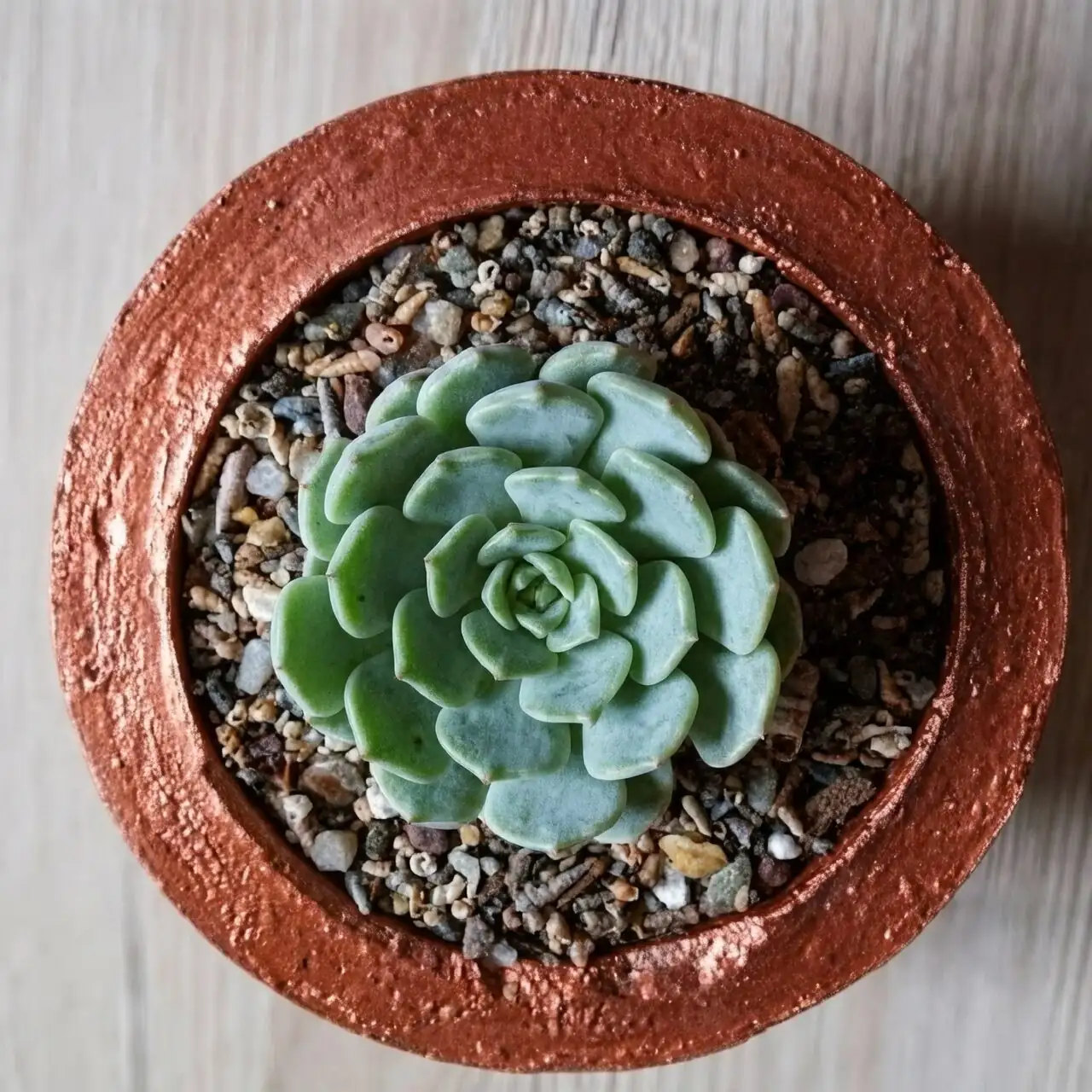 echeveria pumice gravel topdressing