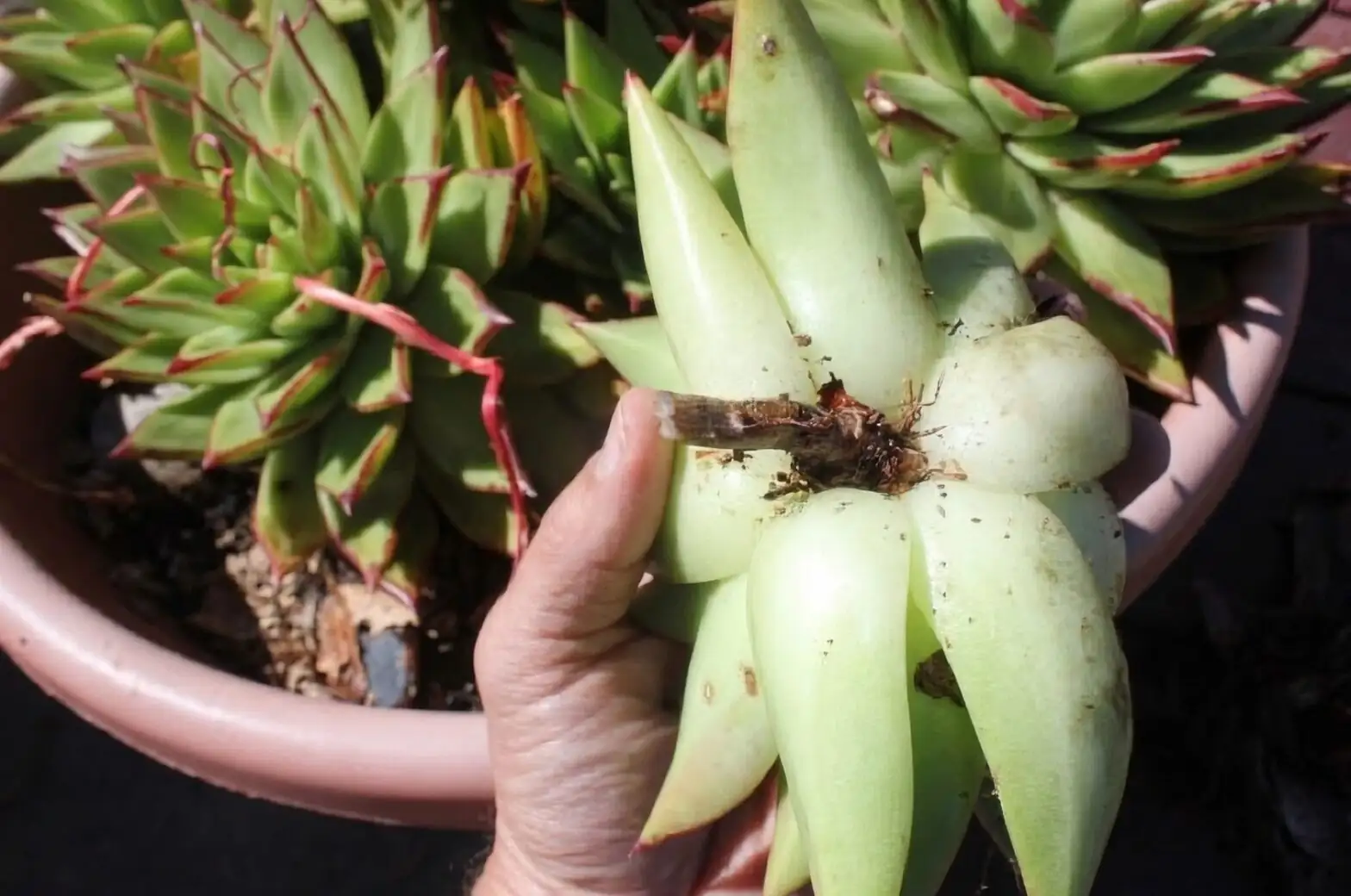 echeveria stem base inspection hand