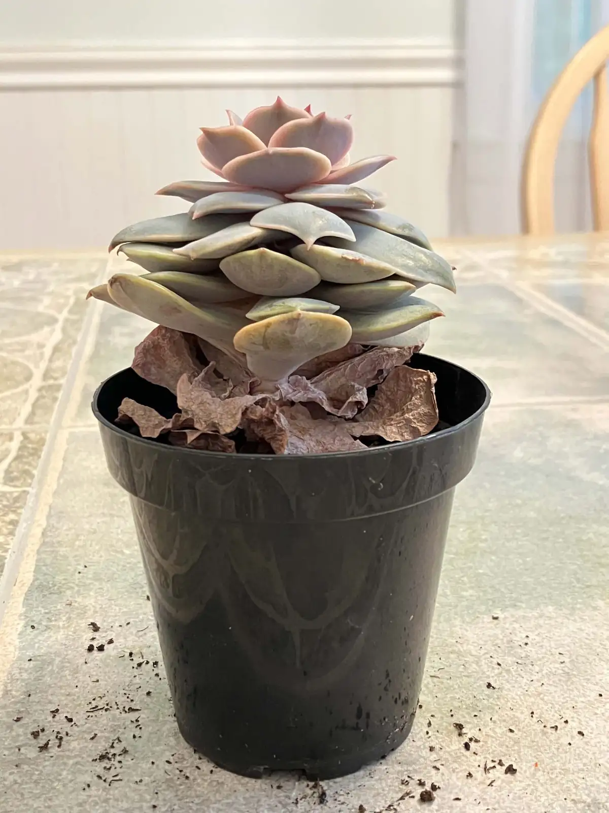 echeveria etiolated flat rosette