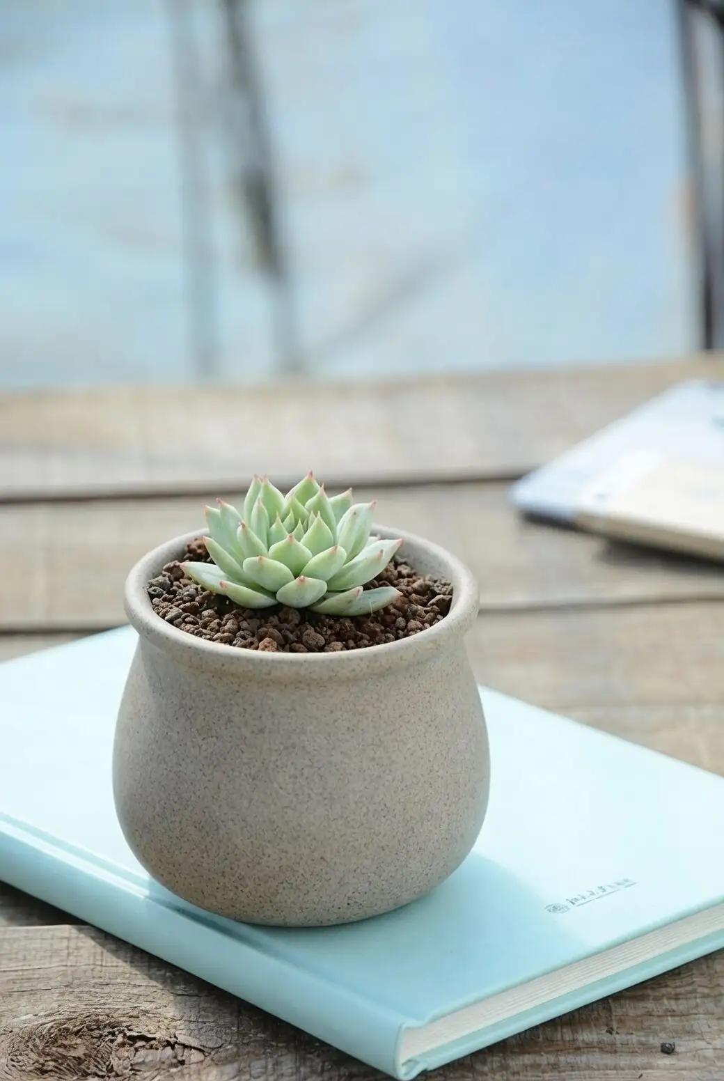 echeveria repotting gritty mix