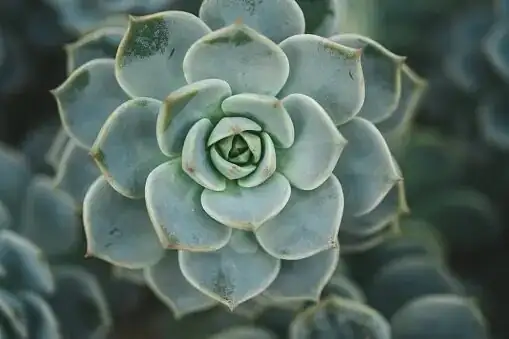 echeveria beheading propagation