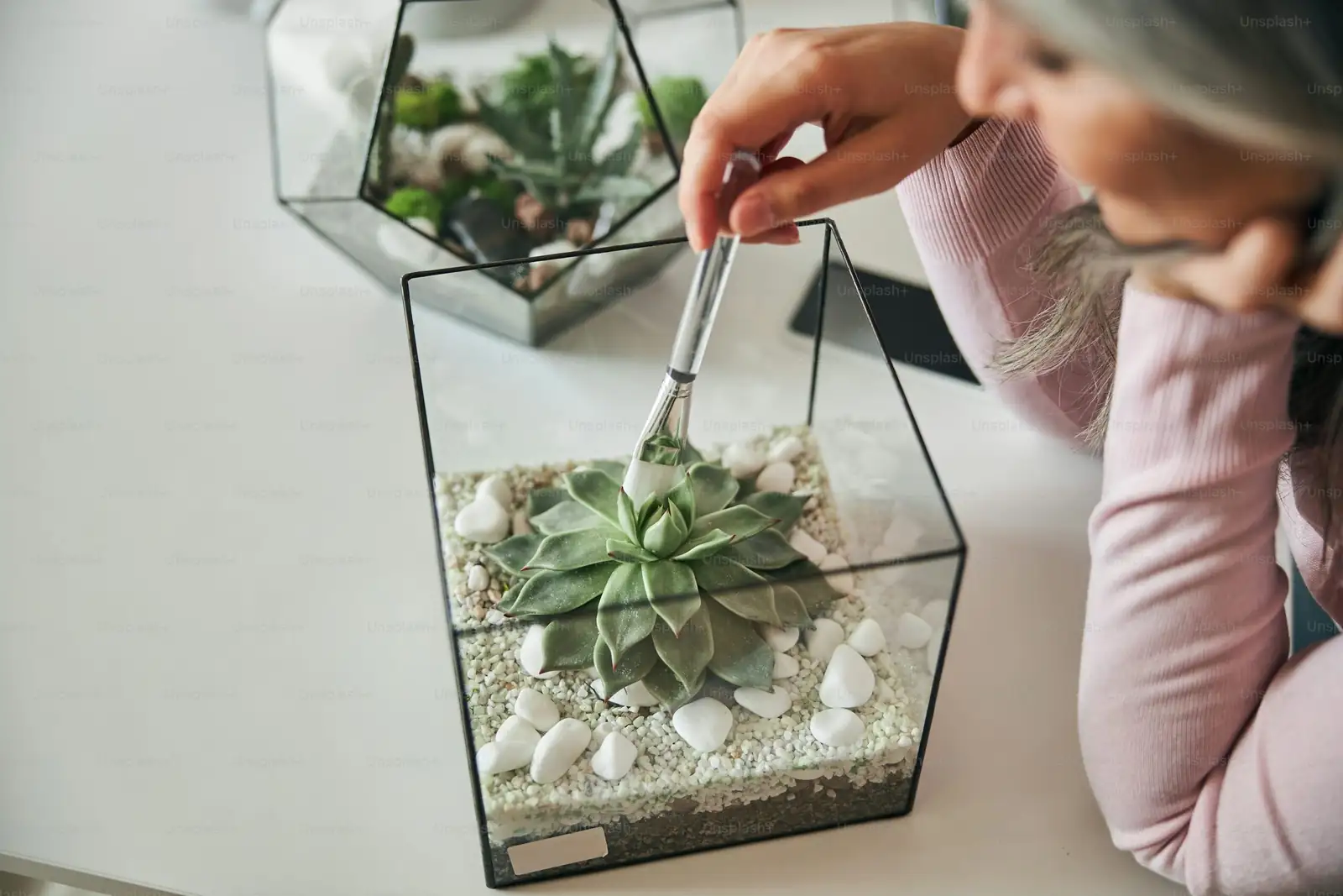 echeveria gritty potting mix 3-6mm