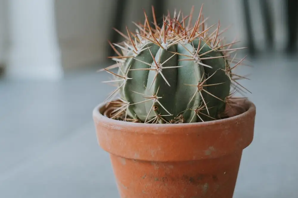 echeveria shallow terracotta pot drainage