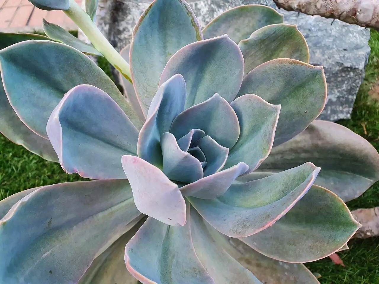 echeveria etiolation stretched stem rosette