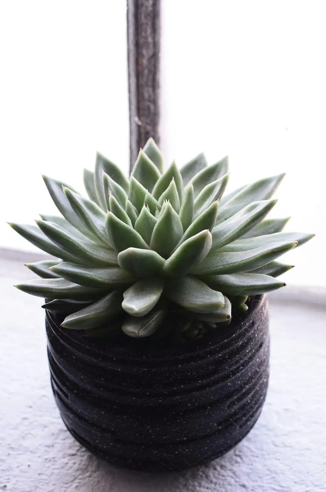 echeveria windowsill morning light