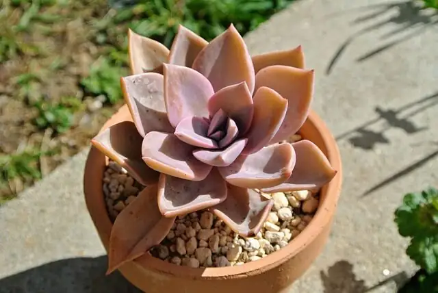 echeveria watering pot edge hand