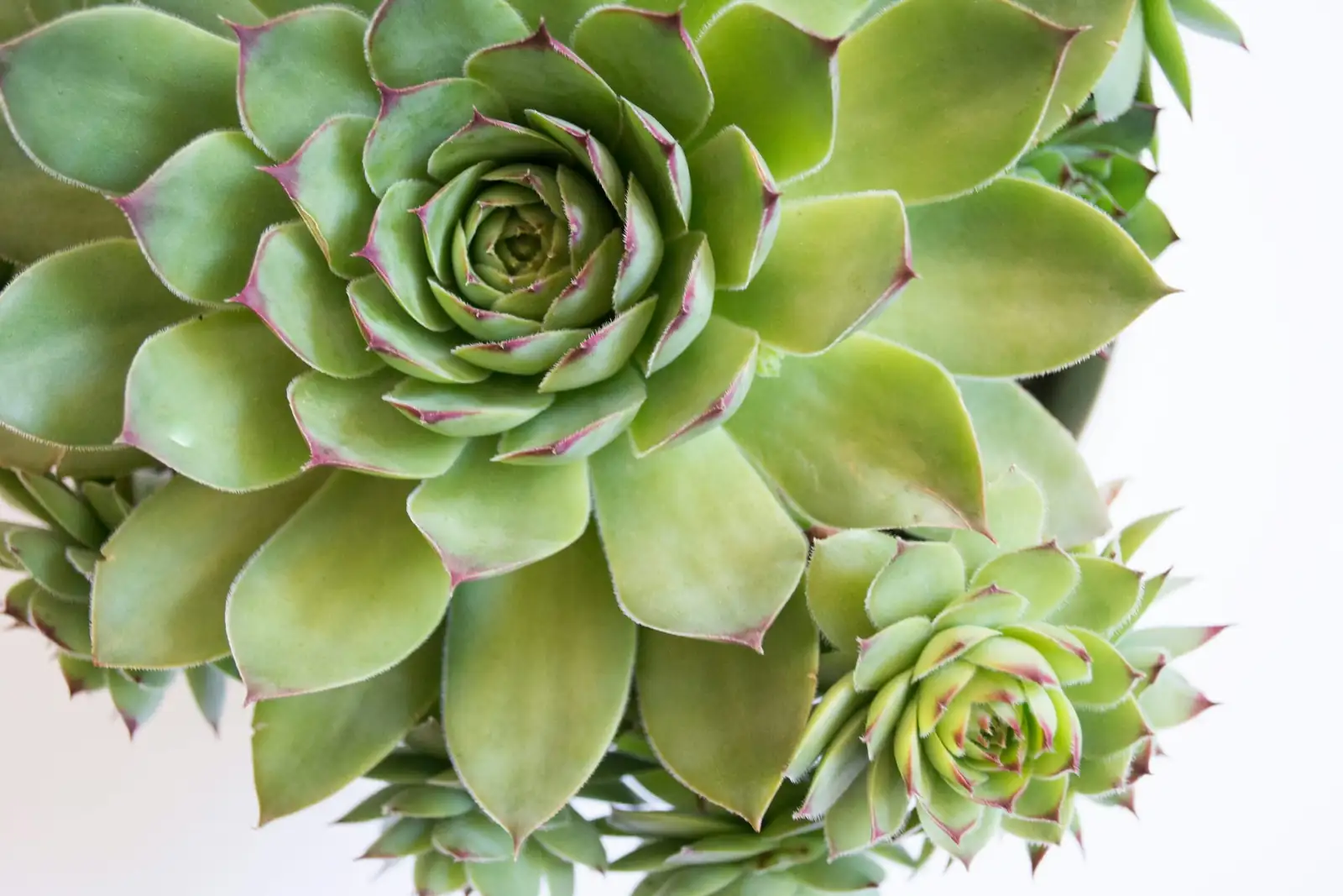 echeveria beheading propagation cut stem