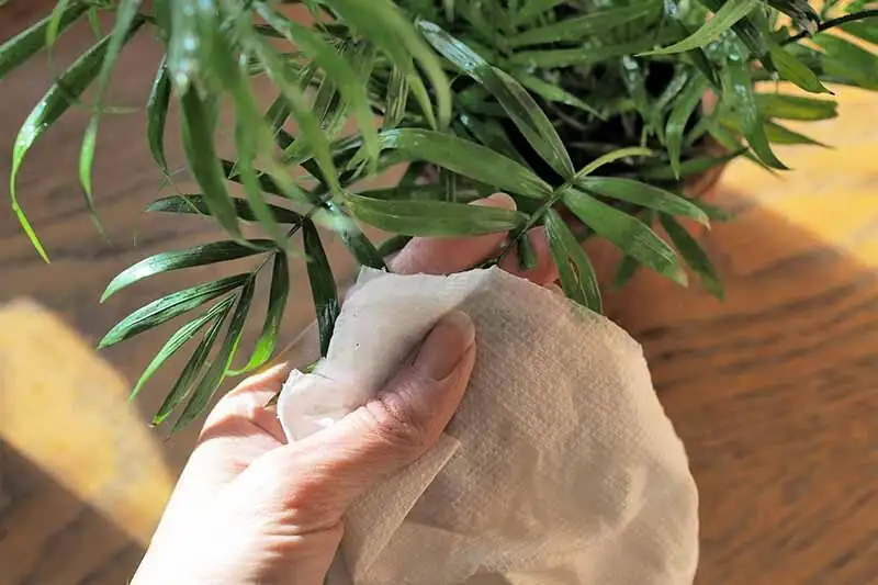 parlor palm leaf cleaning microfiber cloth
