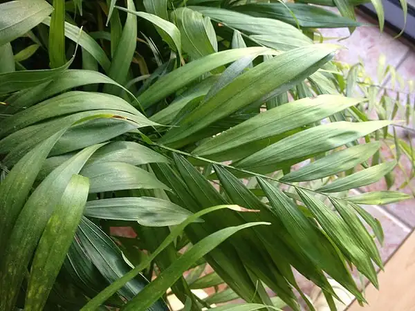chamaedorea elegans rainforest understory