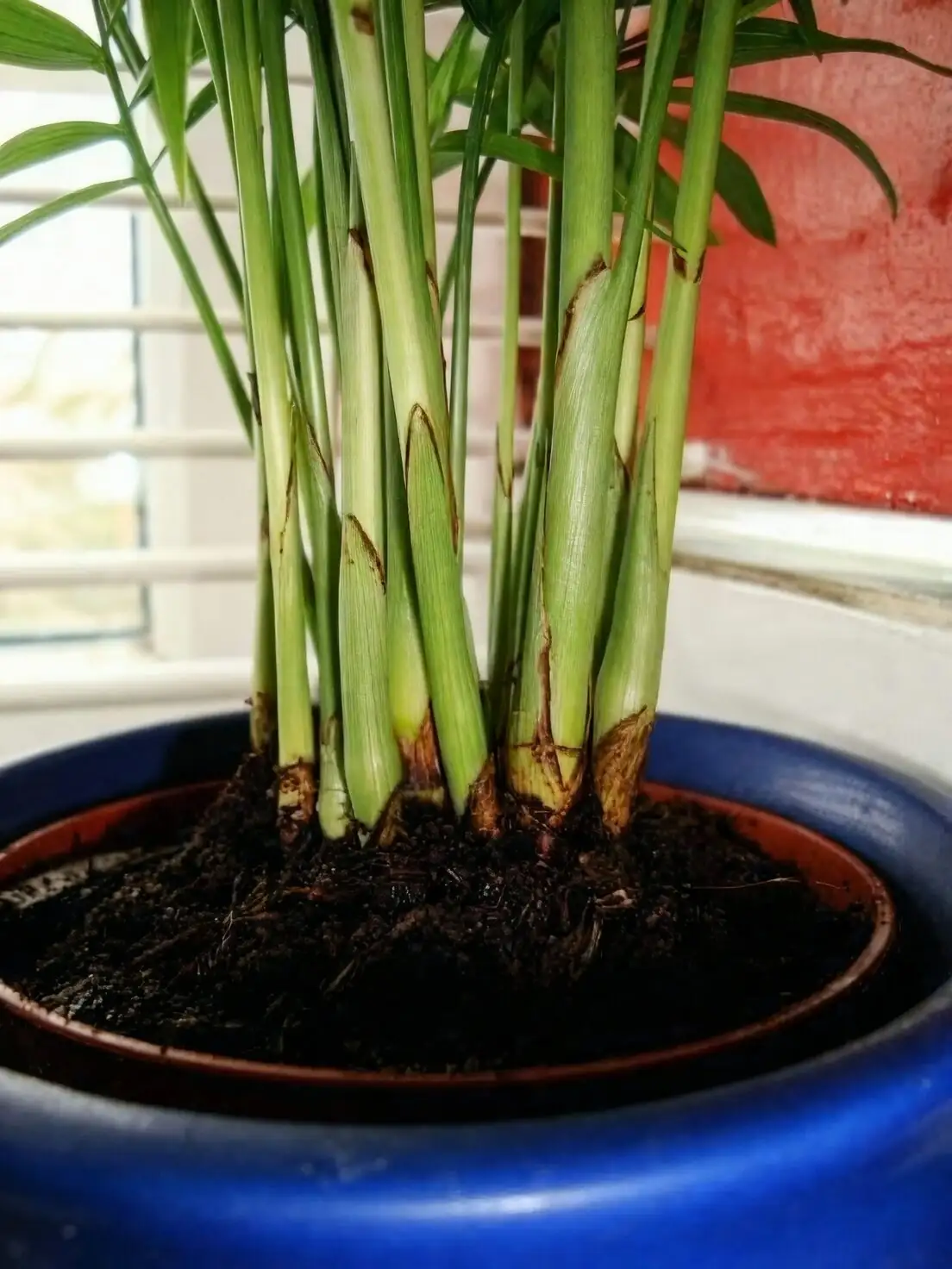 parlor palm clumping base close-up
