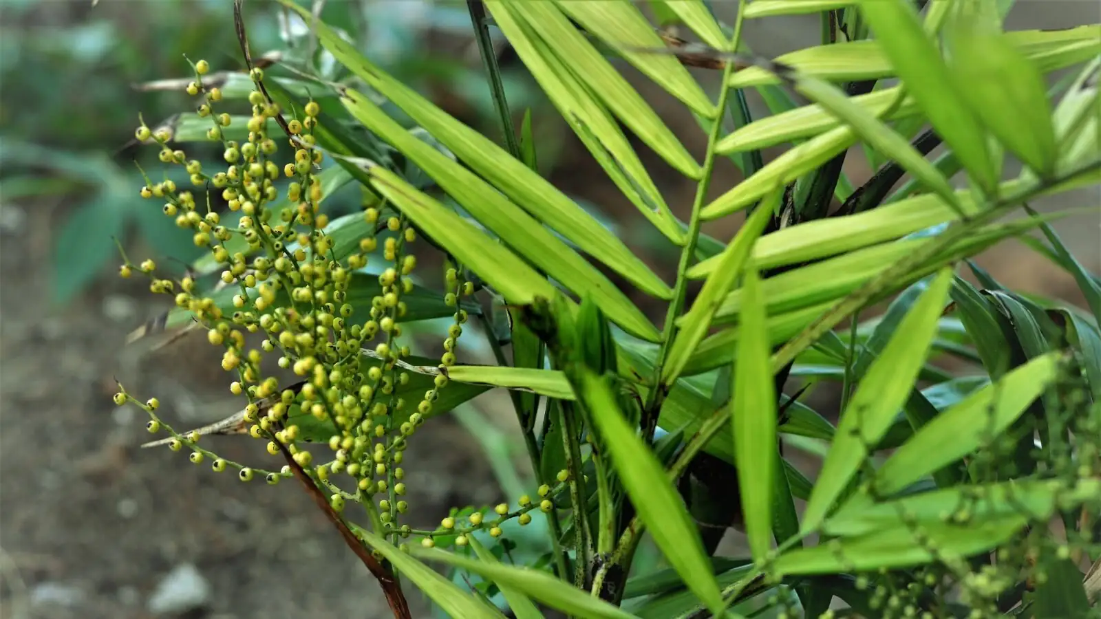 parlor palm yellow flowers close-up