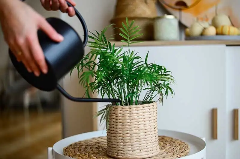 parlor palm indoor watering hands