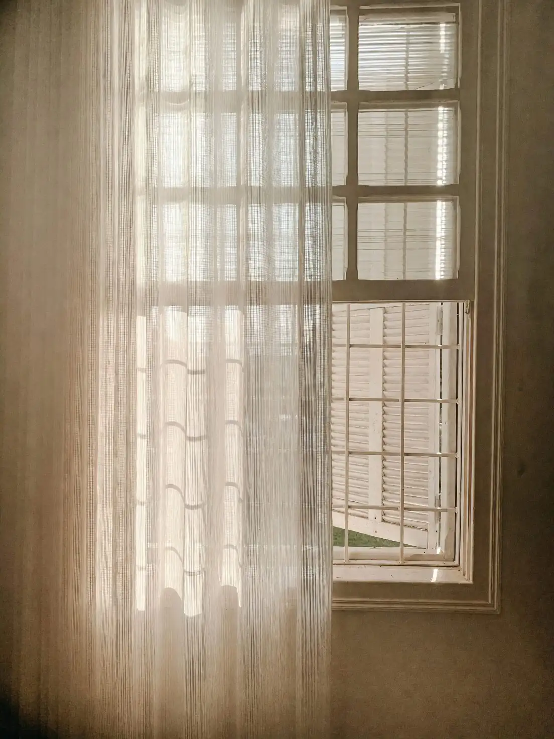 parlor palm near window sheer curtain