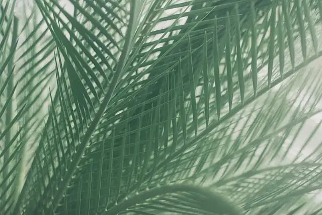 parlor palm with monstera living room