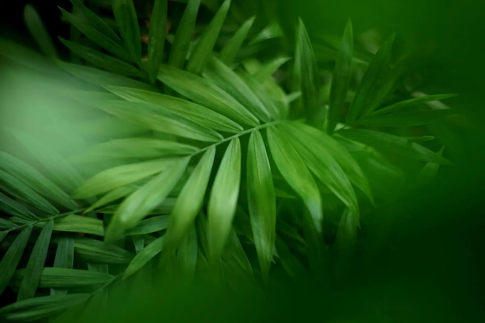 parlor palm repotting watering soil