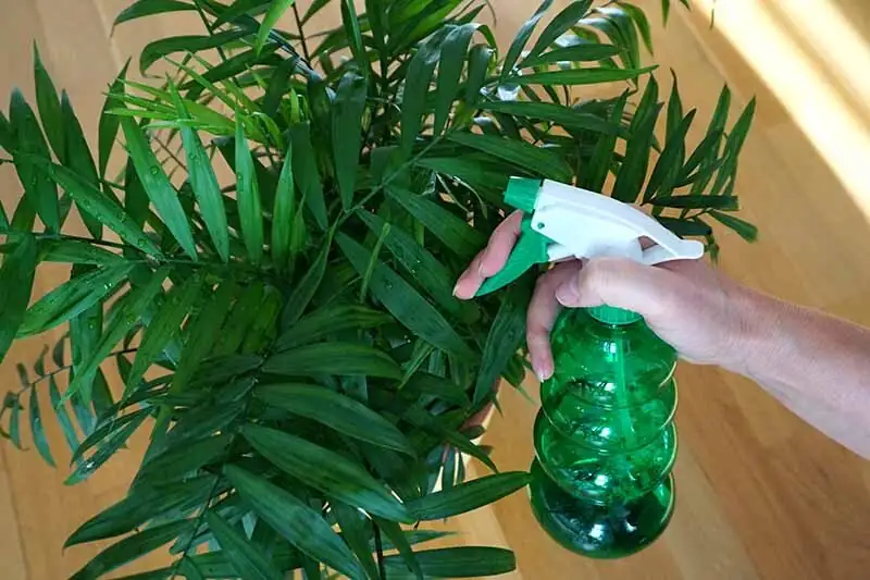 parlor palm misting leaves spray
