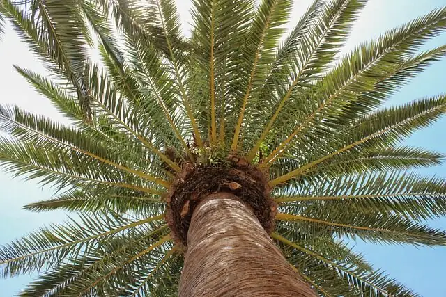 parlor palm trimming brown tips