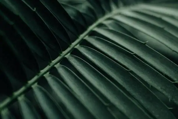 parlor palm repotting soil mix