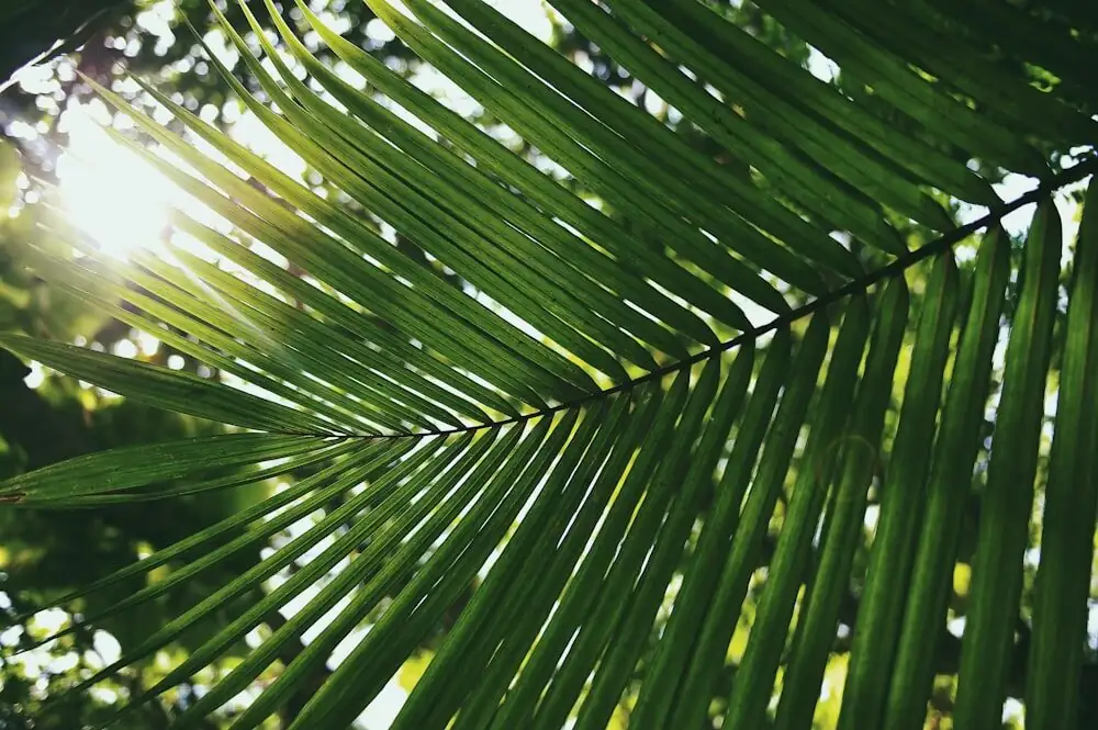 parlor palm leaf sunburn close-up