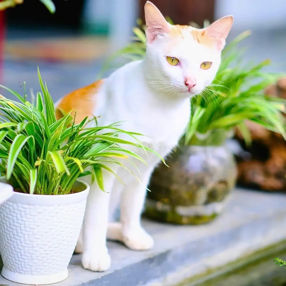 parlor palm with cat safe placement