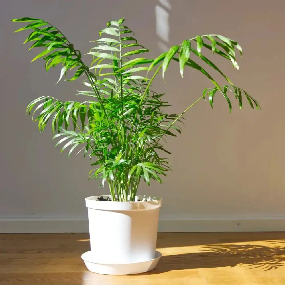 parlor palm pot drainage layer