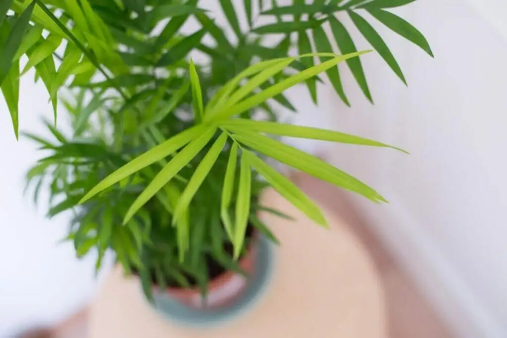 parlor palm watering drain saucer