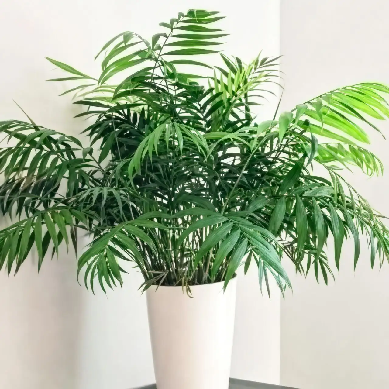 parlor palm indoor gentle airflow