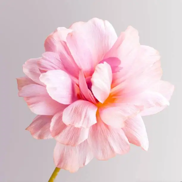 pink quill cup watering close-up