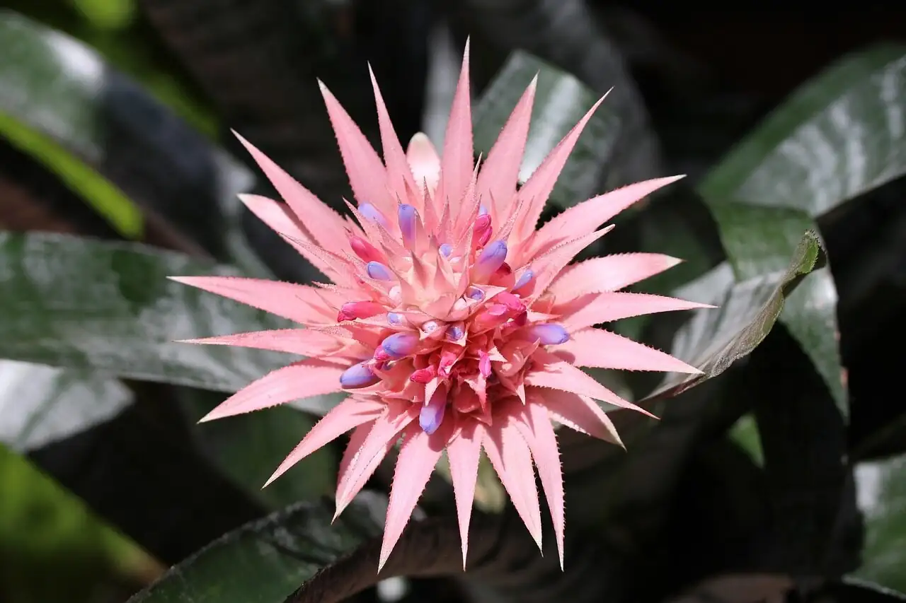 pink quill bromeliad heart rot closeup