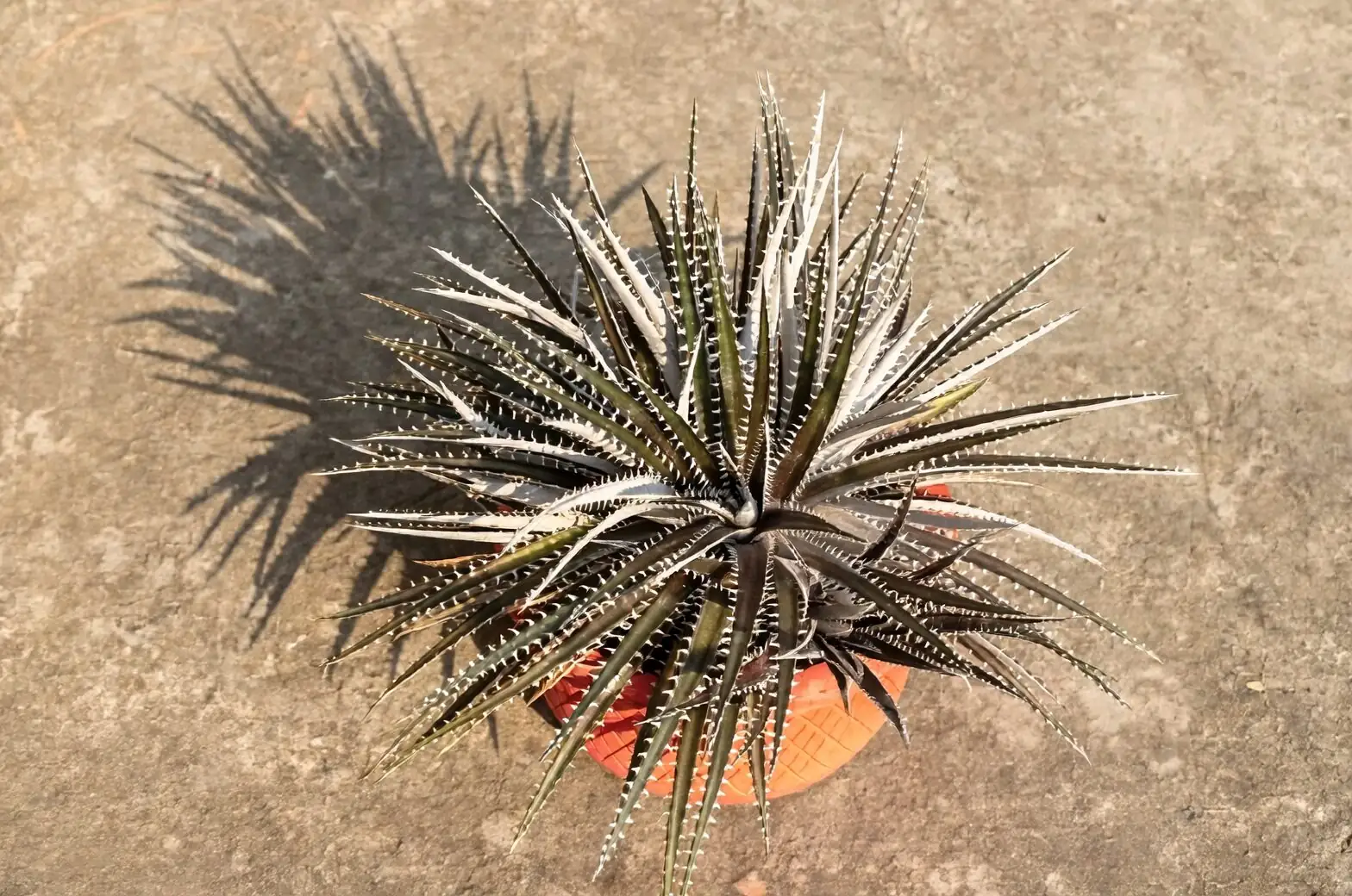 pink quill bromeliad repotting roots