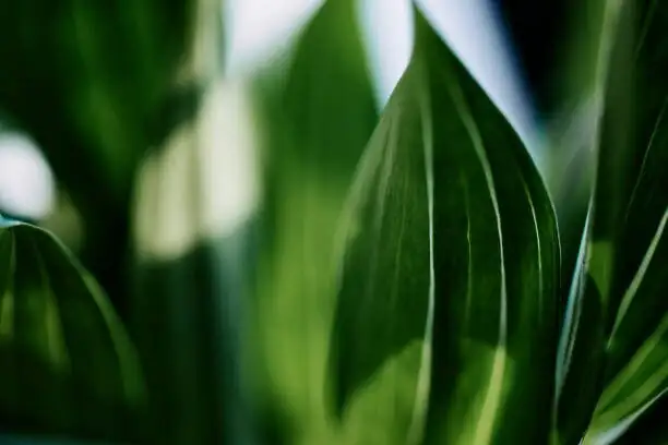 Aechmea fendleri leaf cup close-up