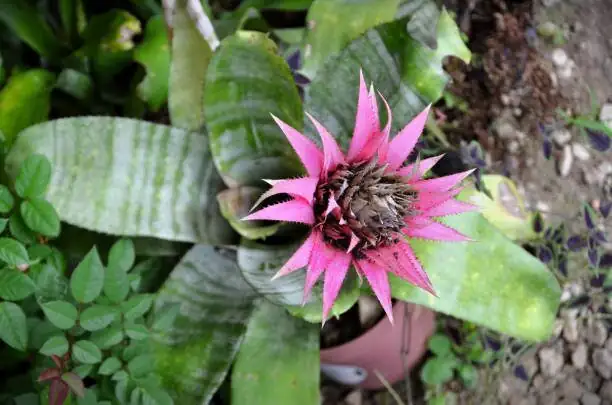 Aechmea fendleri watering central cup